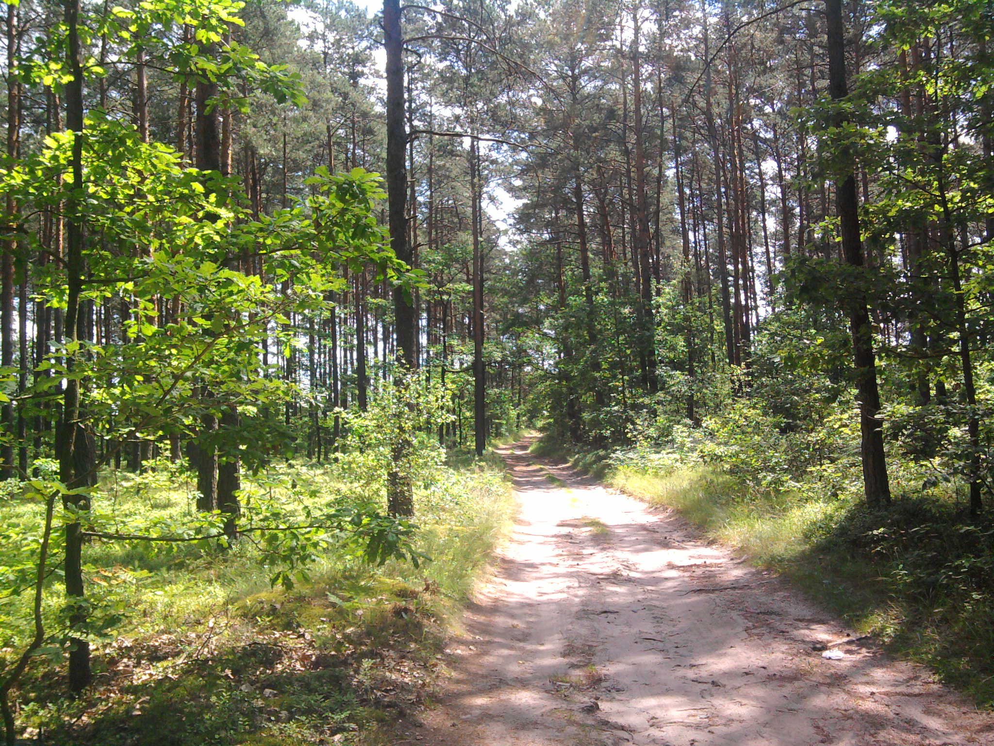 Droga leśna wiodąca do wsi Gaj Zuzowy od drogi 3921E z Przedborza 